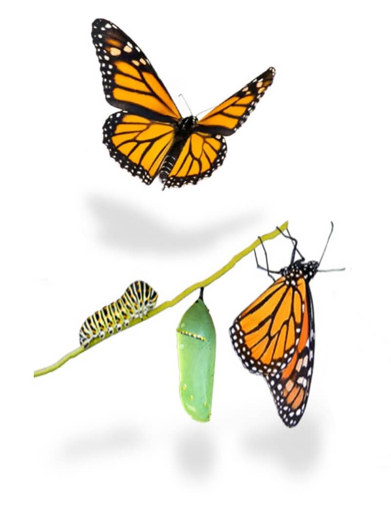 Transformation Coach Life Coach Johannesburg South Africa Kew Edenvale